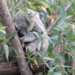 koala